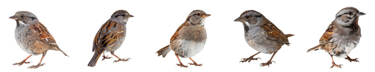 Close-up of  dunnock bird in studio light, isolated on transparent background, generative AI