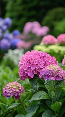 Obraz premium Vibrant hydrangeas bloom in a lush garden, showcasing delicate colors in springtime sunlight