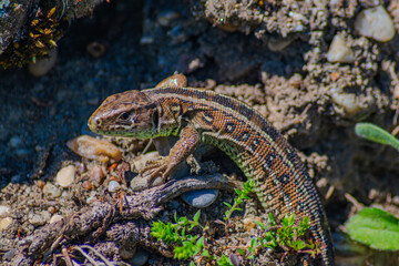 Nahaufnahme einer Zauneidechse