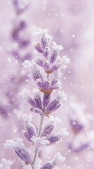 Obraz premium Frozen lavender flowers embellished with delicate snowflakes create a serene winter scene