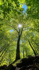 Obraz premium A towering tree catches sunlight amidst vibrant green foliage in a serene forest