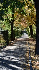 Naklejka premium A peaceful autumn stroll along a tree-lined pathway with golden leaves in a tranquil park