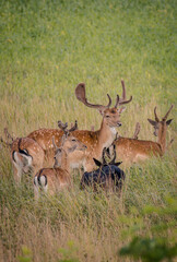fallow deer group