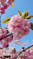 Obraz premium Delicate pink cherry blossoms bloom under a clear blue sky in springtime tranquility