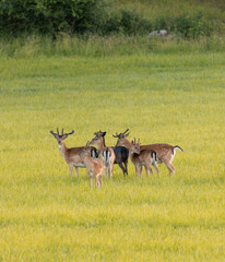 fallow deer heard