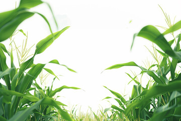 Naklejka premium A field of corn with tall green stalks and a white background