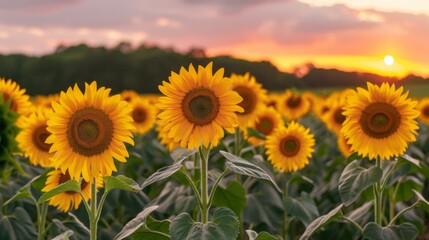 Obraz premium Sunflower field at sunset with vibrant yellow flowers in full bloom and green leaves under a colorful sky