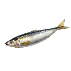 Fototapeta premium A detailed view of a sardine fish isolated on a Png background showcasing its natural features, a sardine fish isolated on Png background