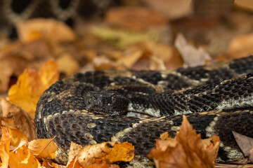 Large timber rattlesnake from New York basking just outside its hibernaculum on a mild October afternoon 