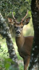 A curious young deer gazes through the trees in a serene forest during twilight hours