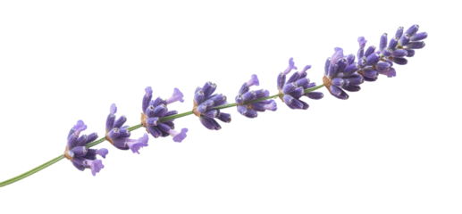 lavender sprig with multiple purple flowers is isolated on white background. The sprig is lying horizontally and facing the viewer PNG