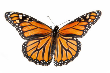 Fototapeta premium A large orange butterfly with black wings
