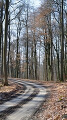 Obraz premium Winding forest path surrounded by tall trees and soft autumn light in the afternoon