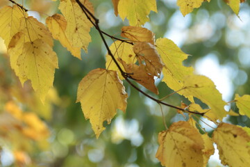 yellow leaves 