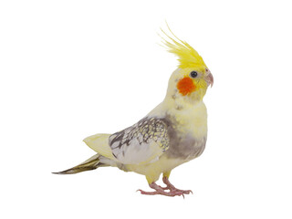 cockatiel  parrot isolated on a white background