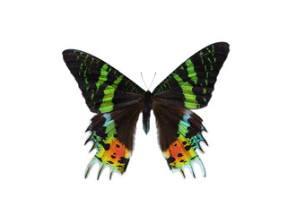 rhipheus rhipheus isolated on white background