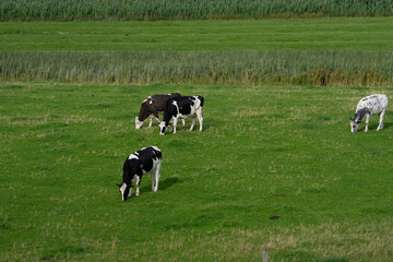 The sheep lamb in the verdant meadows. Sheep on an farm. Sheep eating grass on a field. Sheep grazing in an alpine meadow.