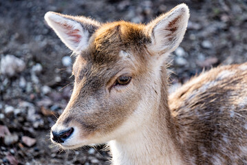 Portrait eines Rehs im Tiergarten Straubing