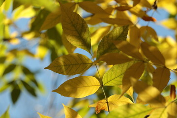 yellow leaves 