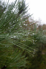 Flowers with rain dew in forest surrounded by autumn colors. Sierra de la Marta, Coahuila. Mexico