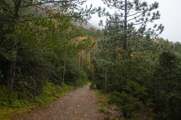 Autumn Forest in the Sierra de Arteaga, Cerro de La Marta. Coahuila, Mexico