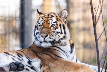 Portrait eines sibirischen Tigers im Tiergarten