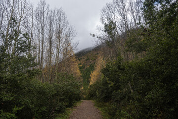 Autumn Forest in the Sierra de Arteaga, Cerro de La Marta.