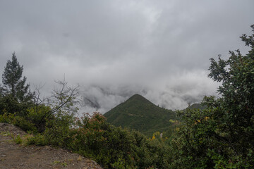 Autumn Forest in the Sierra de Arteaga, Cerro de La Marta. Coahuila, Mexico