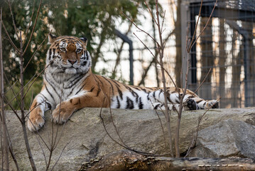 Ein sibirischer Tiger im Straubinger Tiergarten