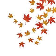 Obraz premium Mapple leaves in Bold Graphic Style