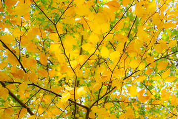 Fall Leaves in New England Autumn, Vermont, New Hampshire, Massachusetts, Maine. 