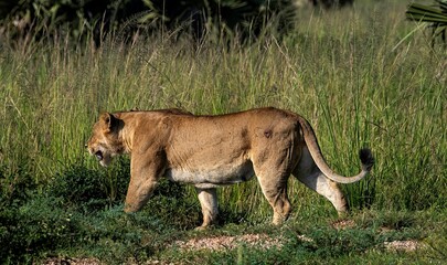 Lioness walking restless through the savannah at the Murchison falls National park in Uganda