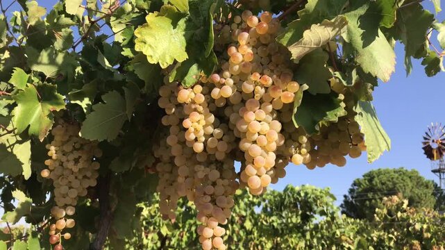 PARRA CON UVAS JUNTO A MOLINETA