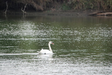 White swan in a pond. On a summer day, a large white bird swims along the calm surface of a small lake. It has a large body, white plumage, a long neck, a black face and a powerful orange beak.