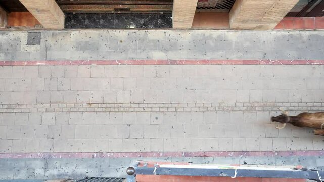 Overhead view of bulls running down street