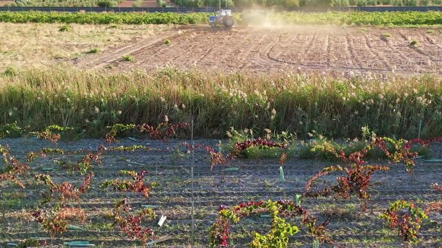 TRACTOR Y REMONQUE CON UVAS EN VENDIMIA