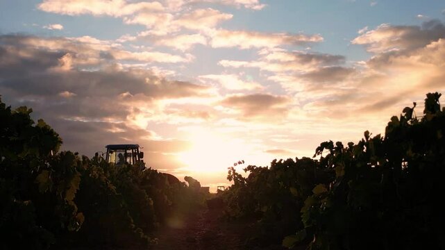 VENDIMIA AL AMANECER