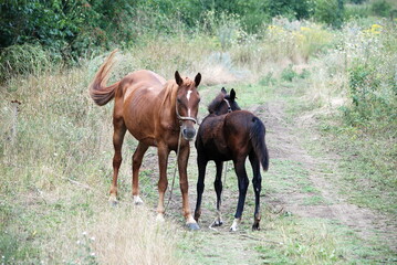 Two horses grazing in a meadow. An adult horse and a foal are standing on a green meadow and...