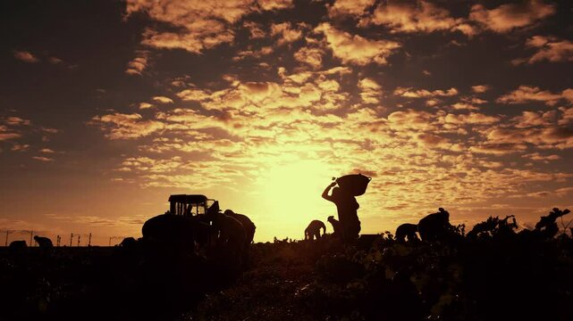 VENDIMIA AL AMANECER