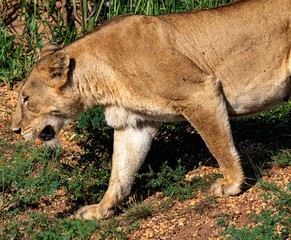 Lioness walking restless through the savannah at the Murchison falls National park in Uganda