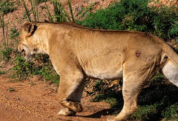 Lioness walking along a dirt road at the Murchison falls National park in Uganda