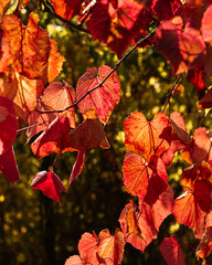 Fototapeta premium Leaves of grapes in front of the sun in the autumn garden