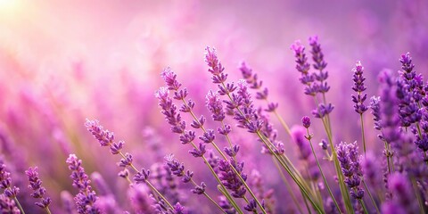 Naklejka premium Background with lavender and pink colors gradient