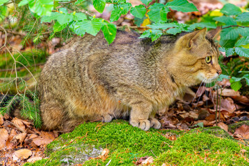 Eine Wildkatze im Freigehege