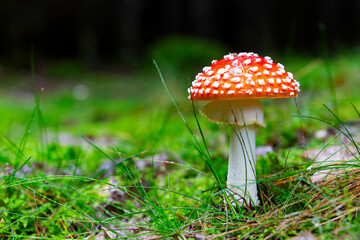 Fly agaric or Fly amanita (Amanita muscaria) is a basidiomycete of the genus Amanita.