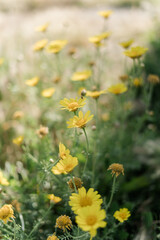 Fototapeta premium yellow blossom camomile flowers in the field