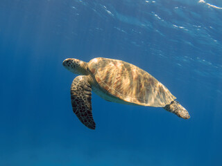Obraz premium Green sea turtle swimming in the blue sea underwater
