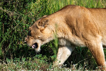Lioness walking restless through the savannah at the Murchison falls National park in Uganda