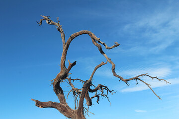 One of the trees. Dead forest at Ijen Crater, Bromo