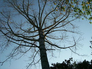 Dry trees in the Prambanan temple grounds